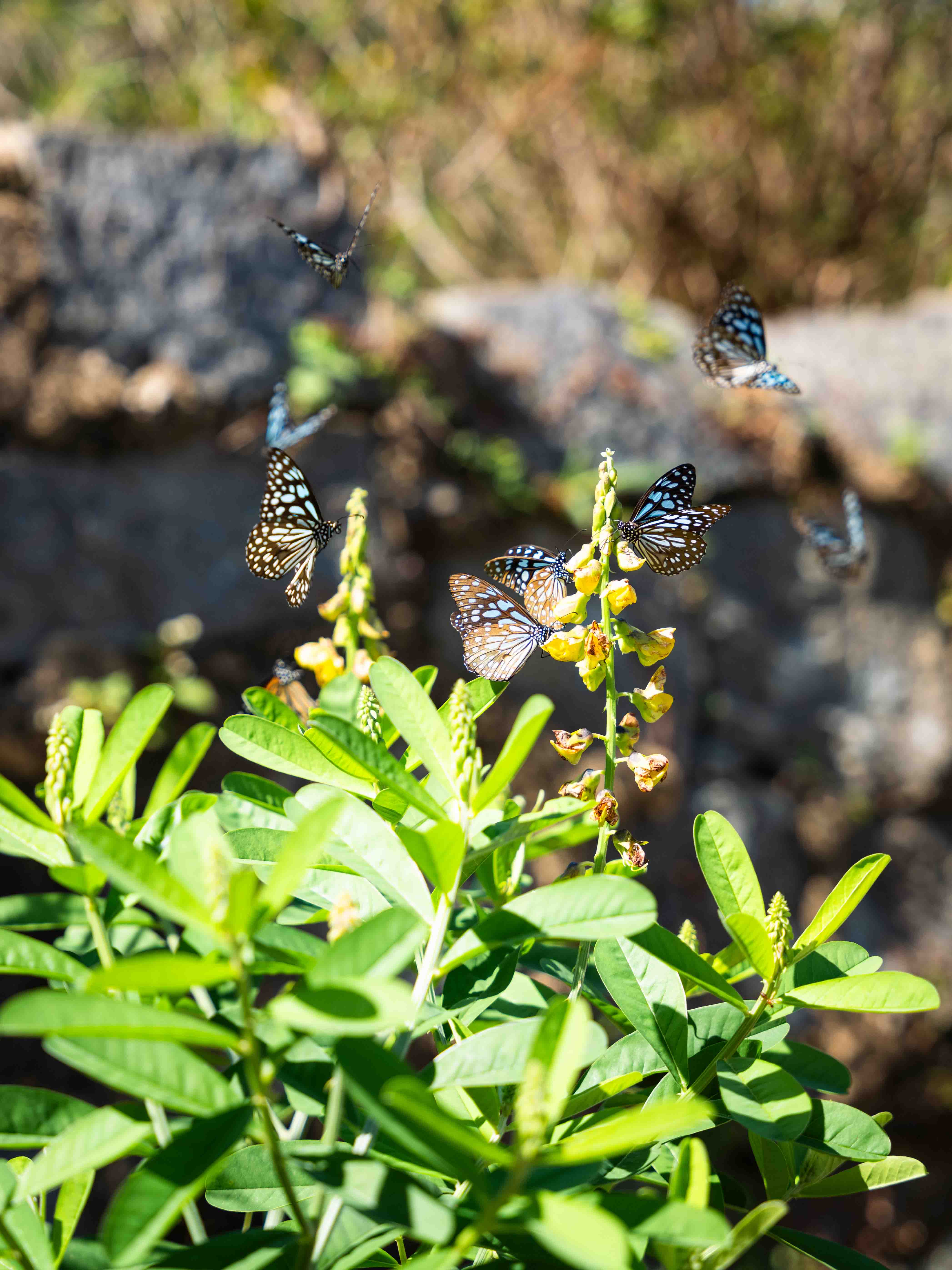 Tai Po Kau Nature Reserve¹